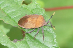 Coridius