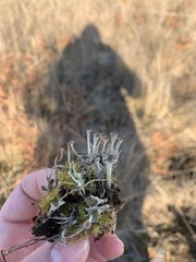 Cladonia albonigra