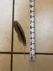 Pelecanus occidentalis