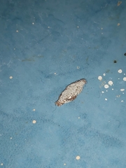 Phereoeca