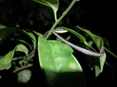 Oxybelis rutherfordi