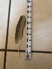 Pelecanus occidentalis