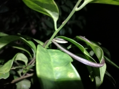 Oxybelis rutherfordi