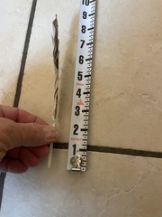 Pelecanus occidentalis