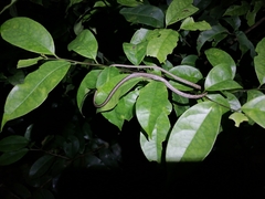 Oxybelis rutherfordi