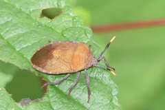 Coridius