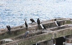 Phalacrocorax fuscescens