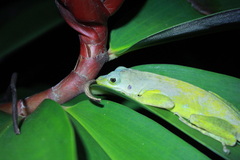 Anolis richardii