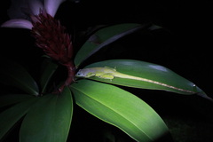Anolis richardii