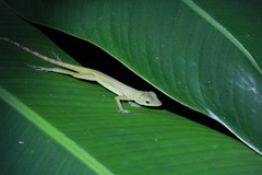 Anolis richardii