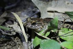 Leptodactylus validus