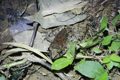 Leptodactylus validus