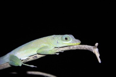 Anolis richardii