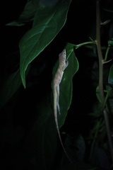 Anolis aeneus