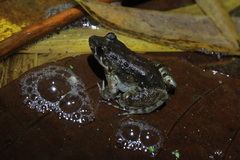 Leptodactylus validus