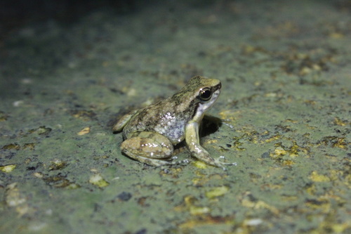 Bloody Bay Poison Frog, Mannophryne olmonae