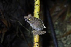 Pristimantis charlottevillensis