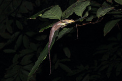 Anolis richardii