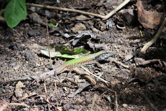 Ameiva atrigularis