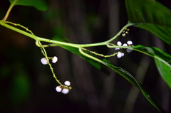 Deeringia polysperma