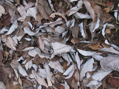 Magnolia obovata