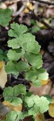Adiantum chilense