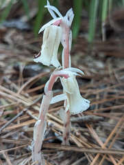 Monotropa