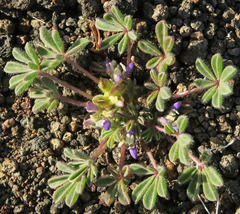Lupinus brevicaulis