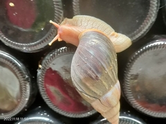 Lissachatina immaculata