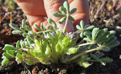 Lupinus brevicaulis