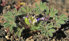 Lupinus brevicaulis