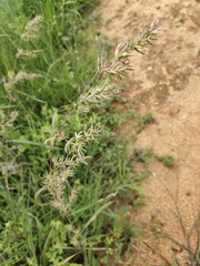 Poa bulbosa