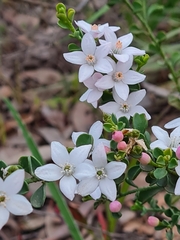 Philotheca verrucosa