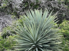 Yucca treculiana
