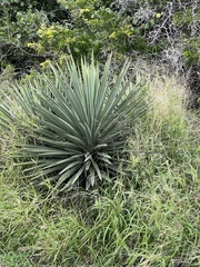 Yucca treculiana