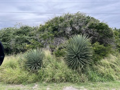 Yucca treculiana