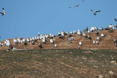 Larus schistisagus