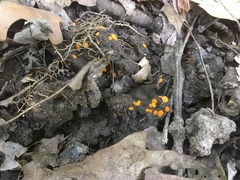 Ramsbottomia crechqueraultii