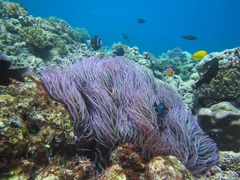 Heteractis crispa