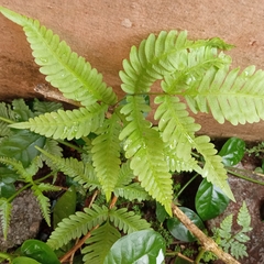 Pteris setulosocostulata