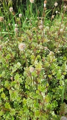 Acaena anserinifolia