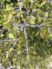 Prunus fremontii