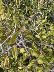 Prunus fremontii