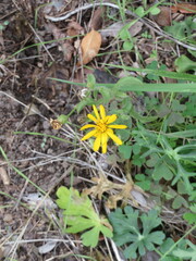 Heterotheca subaxillaris