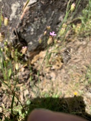 Petrorhagia nanteuilii