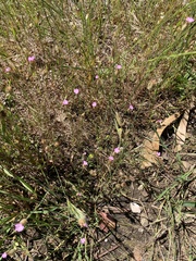 Petrorhagia nanteuilii