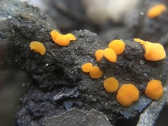 Ramsbottomia crechqueraultii