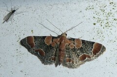 Chloroclystis lichenodes