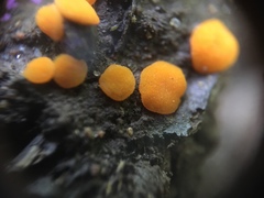 Ramsbottomia crechqueraultii