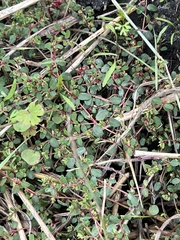 Euphorbia prostrata
